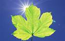 Description: Description: Description: 'Artificial leaf' will convert sunlight into fuel